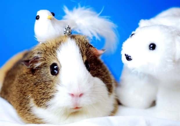 Get Ready for Funny Animals #433 (24 photos)