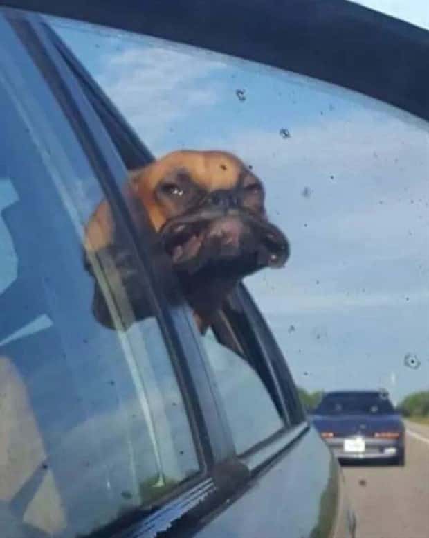 Get Ready for Funny Animals #435 (19 photos)