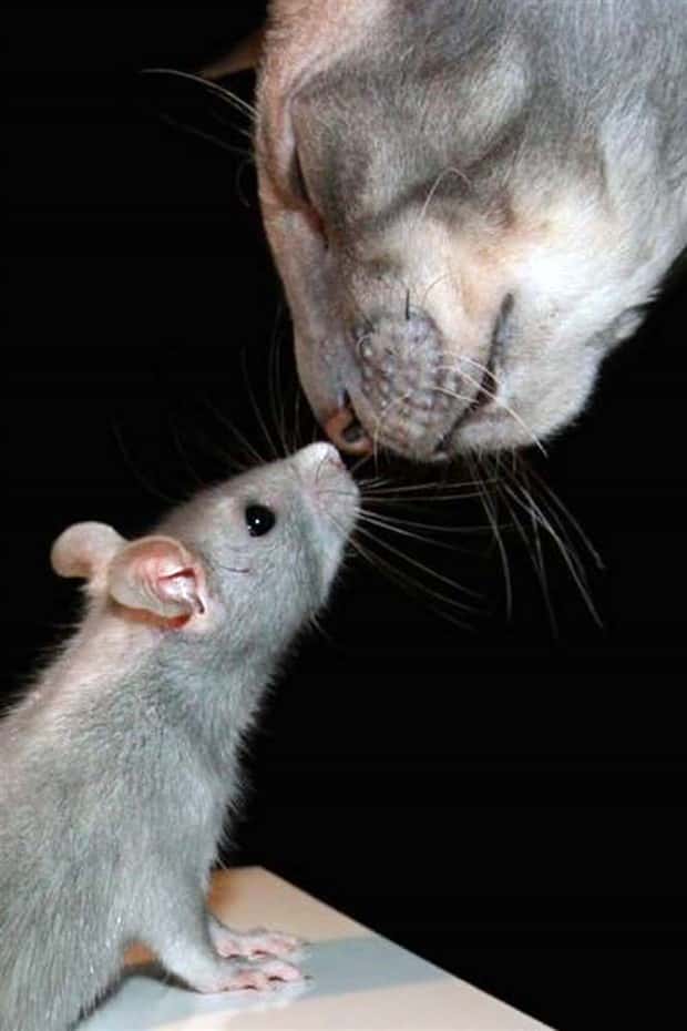 Get Ready for Funny Animals #432 (20 photos)