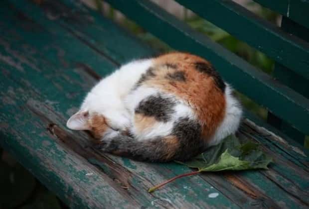 Get Ready for Funny Animals #432 (23 photos)