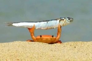 Get Ready for Funny Animals #435 (19 photos)