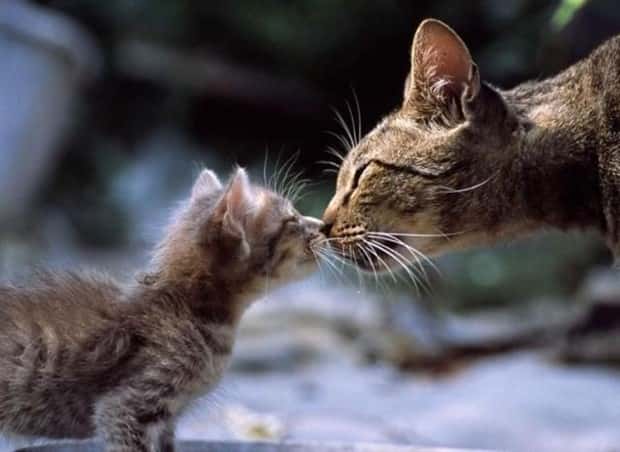 Get Ready for Funny Animals #432 (20 photos)