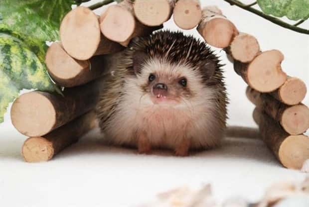 Get Ready for Funny Animals #432 (23 photos)