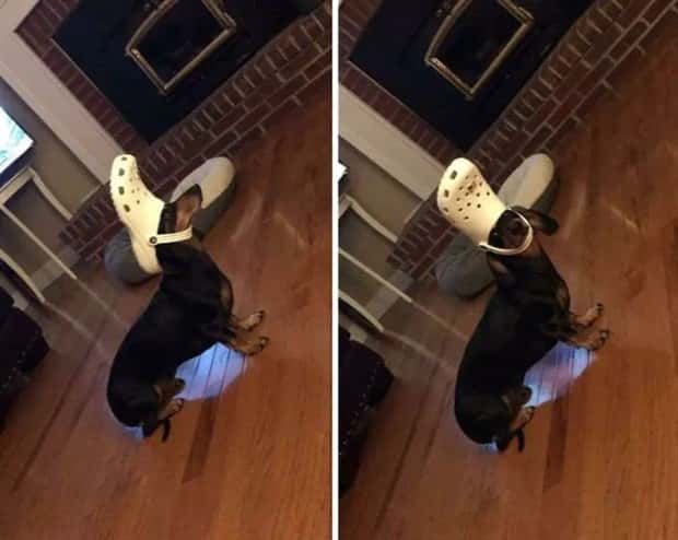 Get Ready for Funny Animals #435 (19 photos)