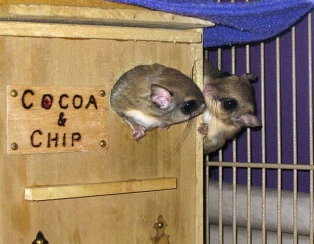 Get Ready for Funny Animals #432 (20 photos)