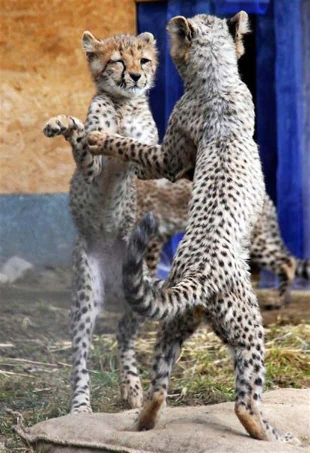 Get Ready for Funny Animals #432 (23 photos)