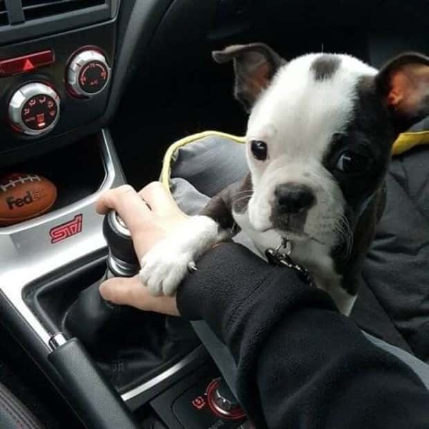 Get Ready for Funny Animals #434 (20 photos)