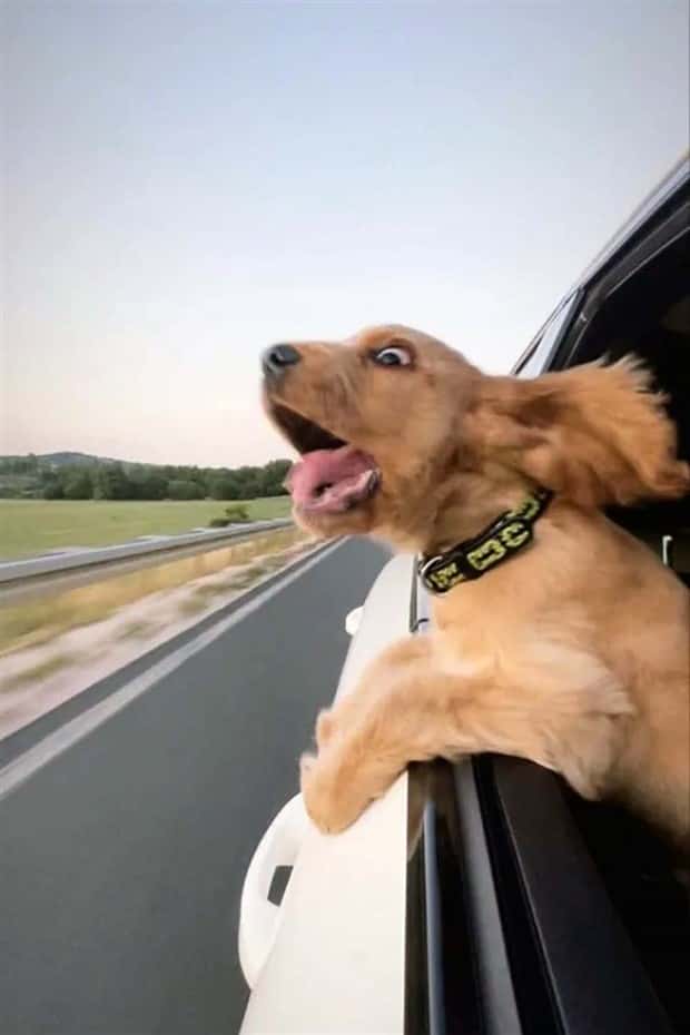 Get Ready for Funny Animals #435 (19 photos)