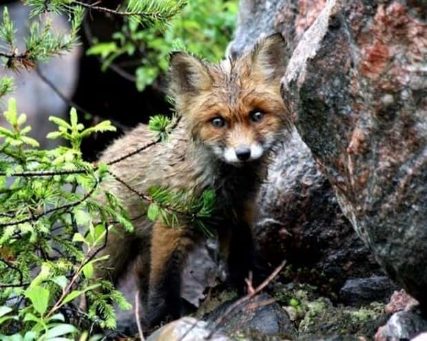 Get Ready for Funny Animals #432 (20 photos)