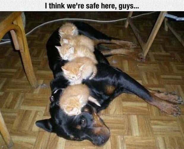 Funny Pics and Memes to Make You Laugh #202 (23 photos)