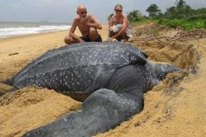 Giant Animals That Seem Almost Impossible (23 photos)