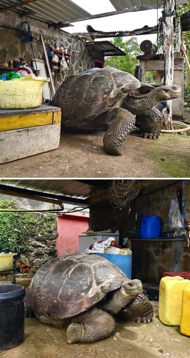 Giant Animals That Seem Almost Impossible (23 photos)