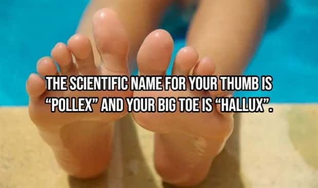 Incredible Human Body Facts You Should Know (15 photos)