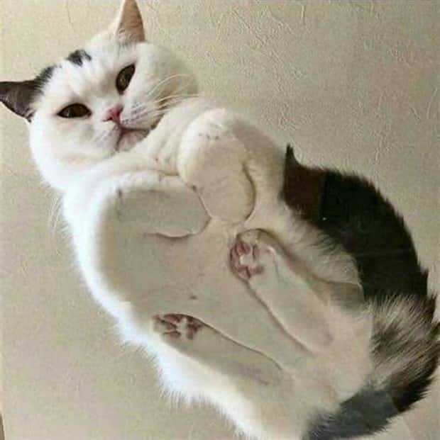 Klyker Picdump #1954 (44 photos)