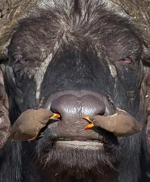 Klyker Picdump #1971 (41 photos)