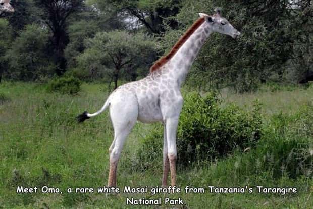 Interesting Pictures with Captions #201 (24 photos)