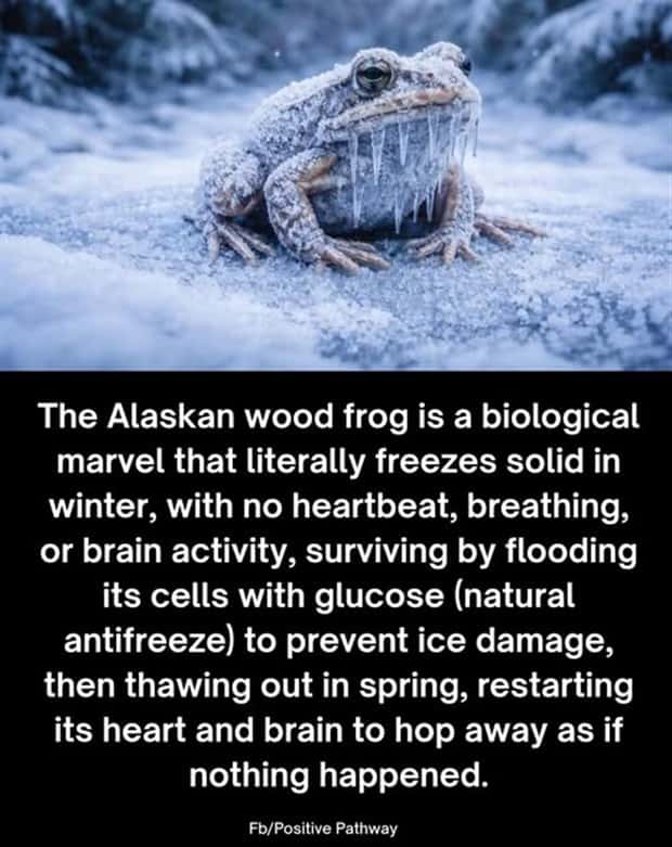 random facts 10 1 Cool and Interesting Facts #477 (22 photos)