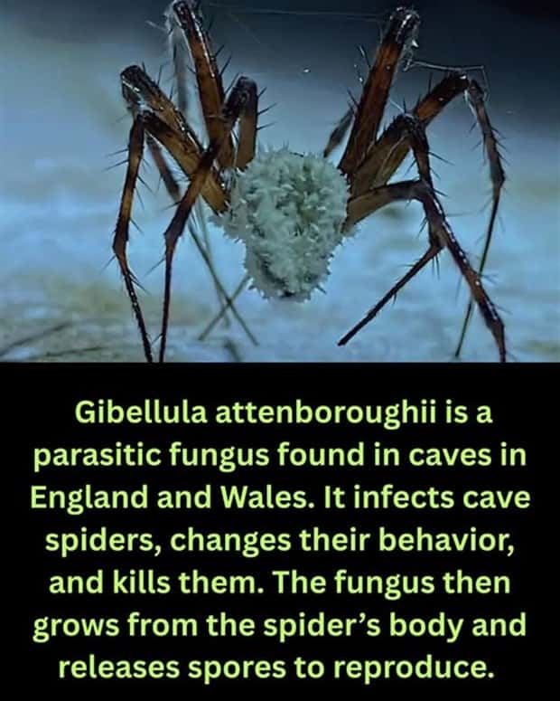 random facts 14 1 Cool and Interesting Facts #477 (22 photos)