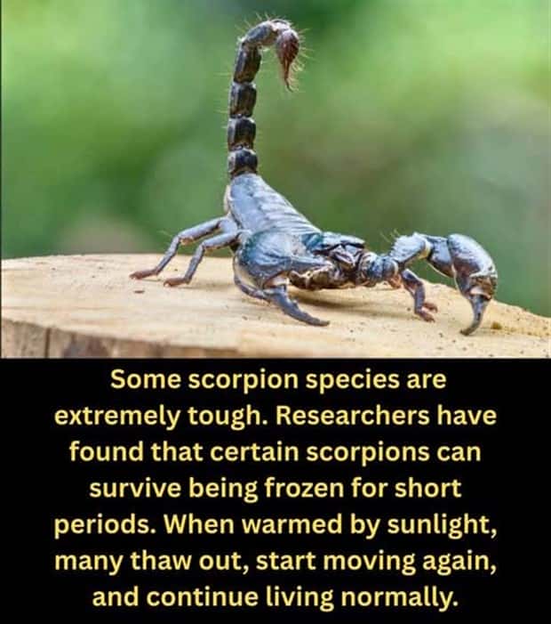 random facts 17 1 Cool and Interesting Facts #477 (22 photos)