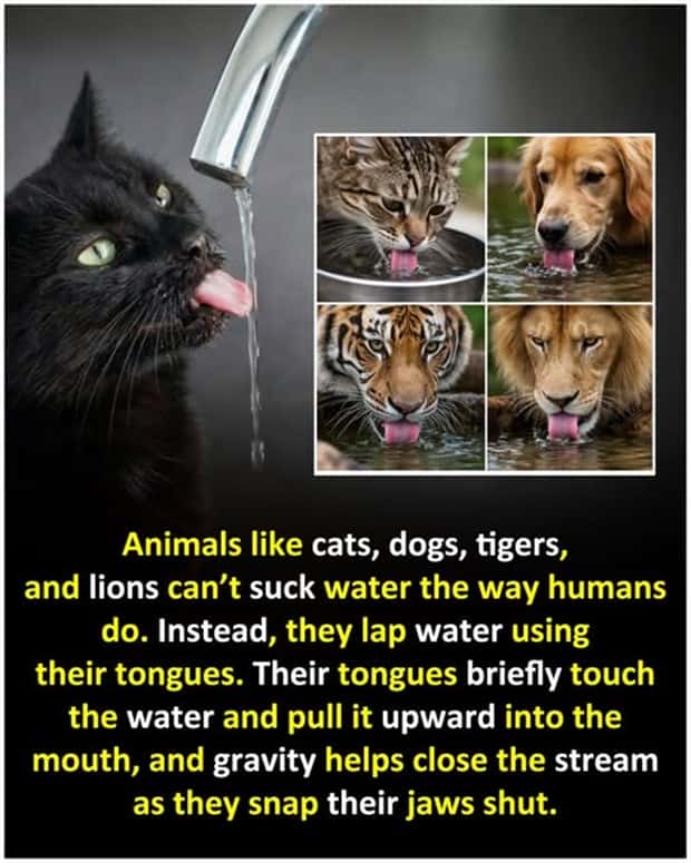 random facts 18 1 Cool and Interesting Facts #477 (22 photos)