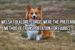 Cool and Interesting Facts #477 (22 photos)