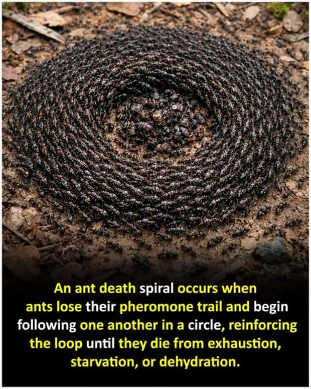 random facts 3 1 Cool and Interesting Facts #477 (22 photos)