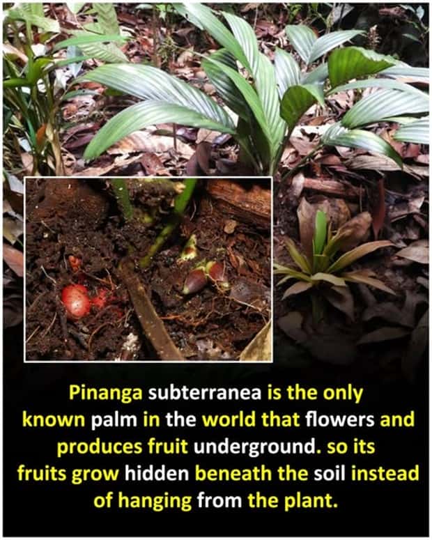 random facts 4 1 Cool and Interesting Facts #477 (22 photos)