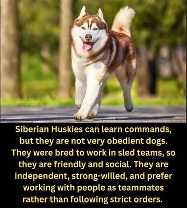 random facts 9 1 Cool and Interesting Facts #477 (22 photos)