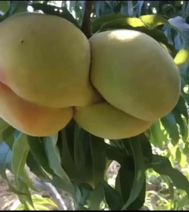 Sexually Suggestive Foods Want Attention (22 photos)