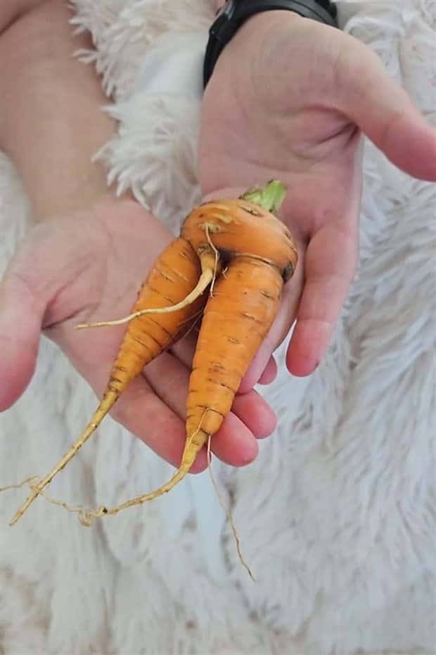 Sexually Suggestive Foods Want Attention (22 photos)