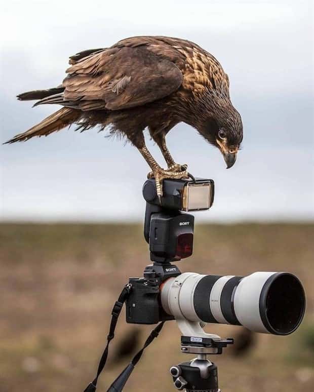 Awesome Pictures You Shouldn’t Miss #205 (22 photos)