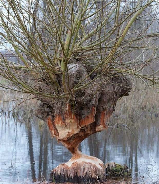 Awesome Pictures You Shouldn’t Miss #206 (19 photos)