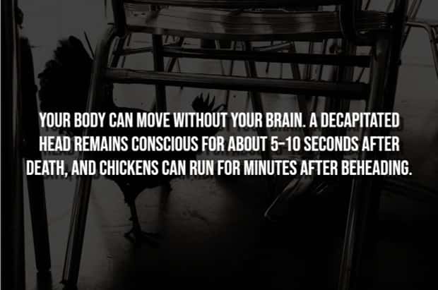 Creepy Facts Are Back to Haunt You #15 (20 photos)