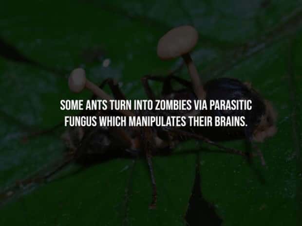 Creepy Facts Are Back to Haunt You #15 (20 photos)