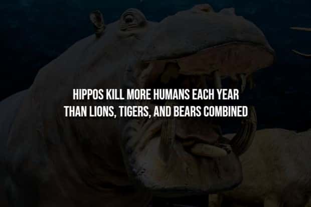 Creepy Facts Are Back to Haunt You #15 (20 photos)