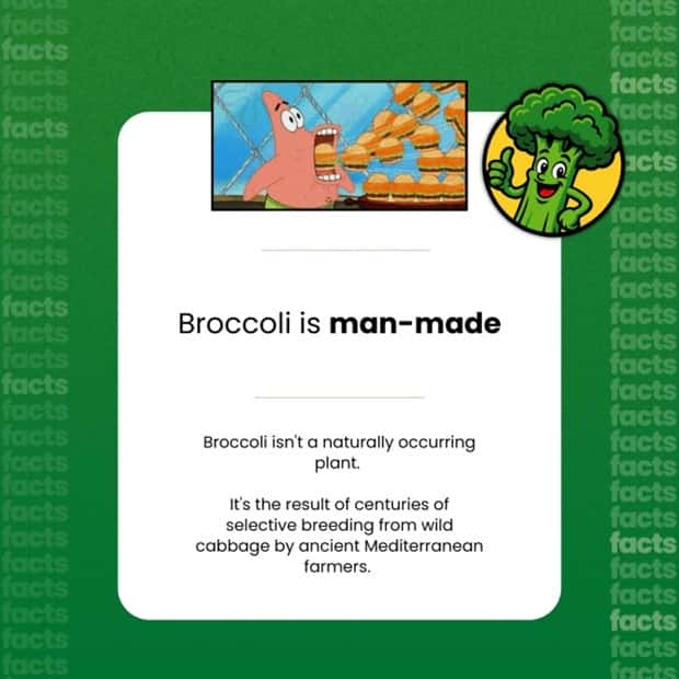 Food Facts You Will Share With Everyone (15 photos)