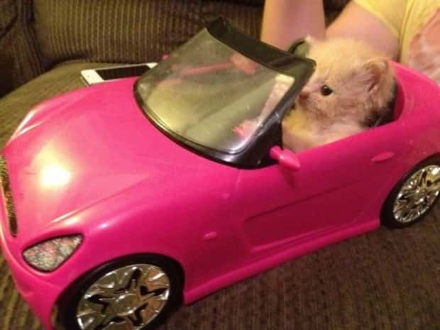 Get Ready for Funny Animals #438 (23 photos)