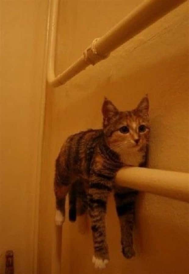Get Ready for Funny Animals #439 (20 photos)