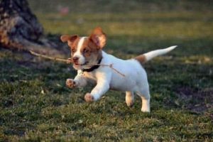 Get Ready for Funny Animals #437 (21 photos)