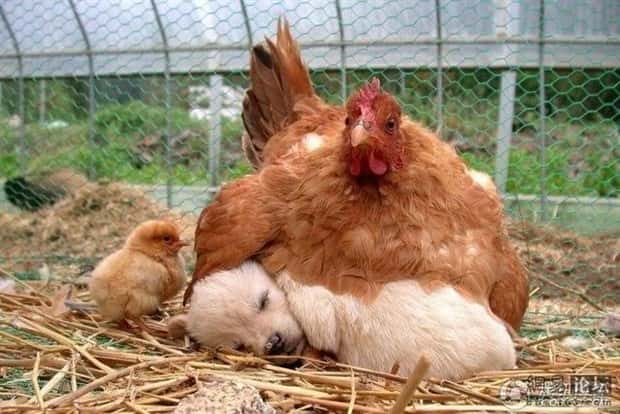 Get Ready for Funny Animals #438 (23 photos)