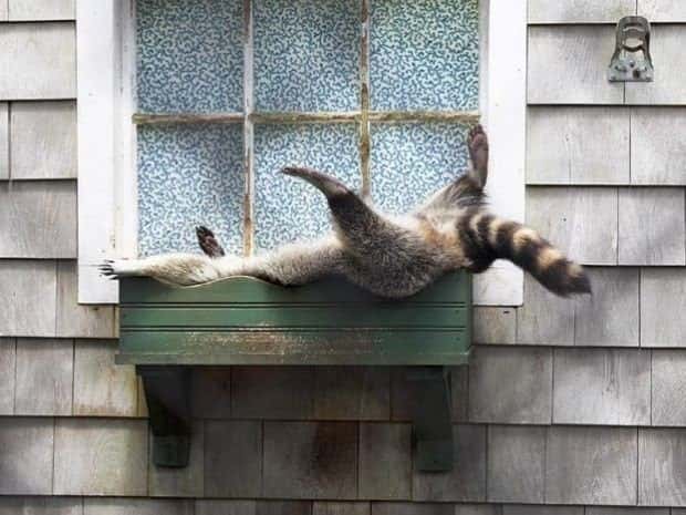 Get Ready for Funny Animals #439 (20 photos)
