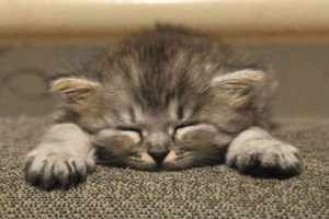Get Ready for Funny Animals #436 (22 photos)