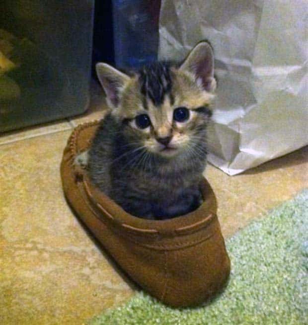 Get Ready for Funny Animals #437 (21 photos)