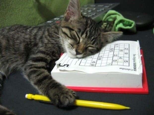 Get Ready for Funny Animals #439 (20 photos)