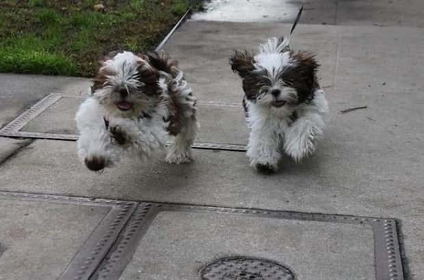 Get Ready for Funny Animals #437 (21 photos)