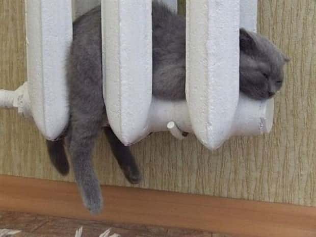 Get Ready for Funny Animals #437 (21 photos)