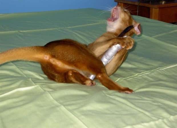 Get Ready for Funny Animals #436 (22 photos)