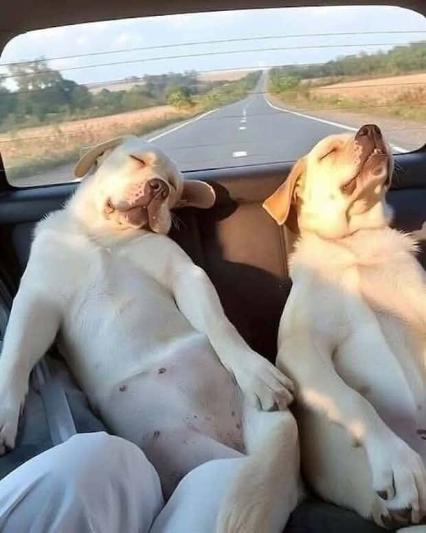 Get Ready for Funny Animals #437 (21 photos)