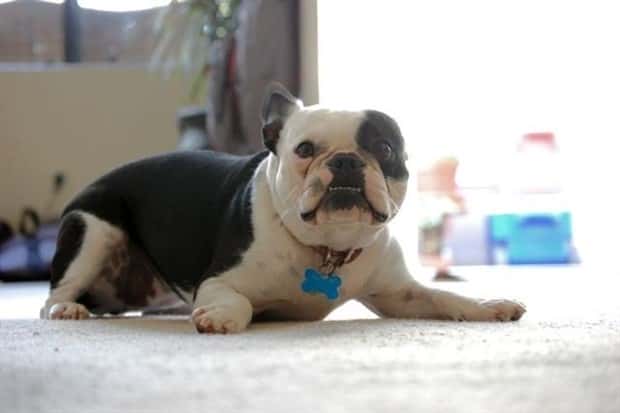 Get Ready for Funny Animals #439 (20 photos)