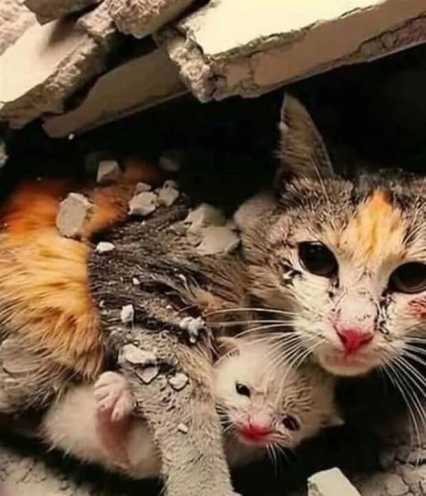 Get Ready for Funny Animals #437 (21 photos)